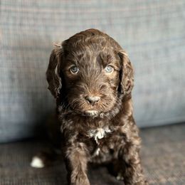 Paris - Chocolate female Australian Labradoodle puppy in Austin, Texas from AussieTex Labradoodles
