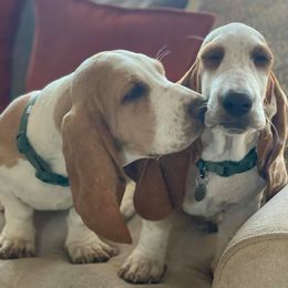 Basset Hounds from Deez Bassets