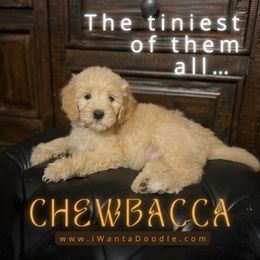 Goldendoodle Puppies from iWantaDoodle