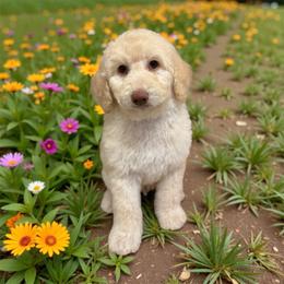 River - White male Poodle puppy in Pueblo West, Colorado from Little Paws Poodles