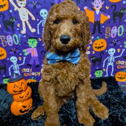 George - Red  male Goldendoodle puppy in Yale, Michigan from Angie's Goldendoodles/Angies doodles LLC