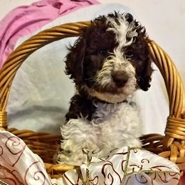 Australian Labradoodle and Poodle Puppies from Oodles of Doodles and some Poodles