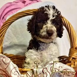 Australian Labradoodle and Poodle Puppies from Oodles of Doodles and some Poodles