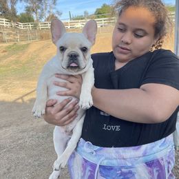 French Bulldog and Labrador Retriever Puppies from Desiree Ortiz's French Bull Dogs and Labrador Retrievers
