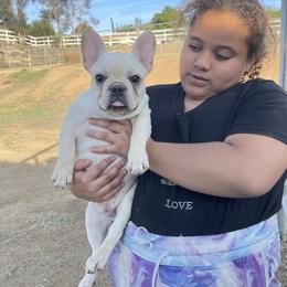 French Bulldog and Labrador Retriever Puppies from Desiree Ortiz's French Bull Dogs and Labrador Retrievers