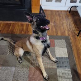 Shadow - Belgian Malinois