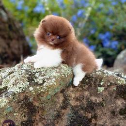 Alvin - Chocolate parti male Pomeranian puppy in Stockton, California from Pommiepalace
