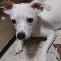 Companion Crosses and Russell Terriers from Jason's Pups