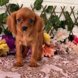 Winston - Ruby male Cavalier King Charles Spaniel puppy in Hollywood, Florida from World Class Cavaliers