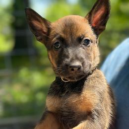 Anga - female Belgian Malinois puppy in Sheridan, Arkansas from Dark Sky Kennels