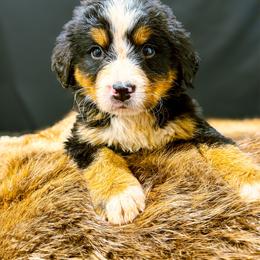 Gus - Tri-color male Bernese Mountain Dog puppy in Alabama from Dogwood Creek Bernese