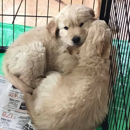 Golden Retriever Puppies from Rocking O Alpacas and Golden Retrievers