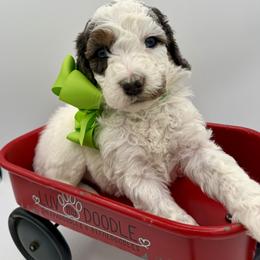 Green male - Merle male Bernedoodle puppy in Camden, North Carolina from Luv My Doodle