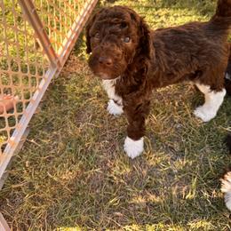 Poodle Puppies from Tailored poodles