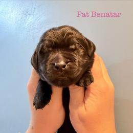 Pat Benatar - Black female Newfoundland puppy in Tully, New York from Bear Paw Newfoundlands