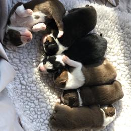 Miniature Australian Shepherd Puppies from Copper Line Aussies