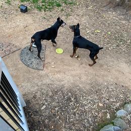 Doberman Pinscher All Grown Up from Morgan Doberman Kennel