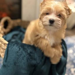 Biewer Terrier and Russian Salon Dog Puppies from Petit Bijou