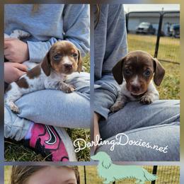 Marshmallow - Piebald male Dachshund puppy in Elk River, Minnesota from Darling Doxies
