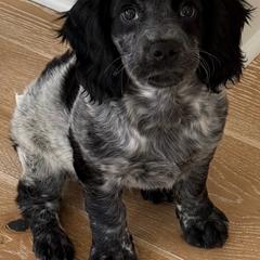 Blue roan boy - Blue roan male English Cocker Spaniel puppy in Millen, Georgia from Pine Hill Kennels