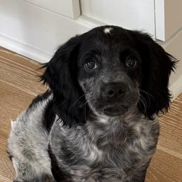 Blue roan boy - Blue roan male English Cocker Spaniel puppy in Millen, Georgia from Pine Hill Kennels