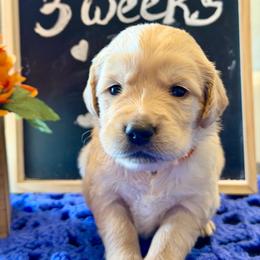 Clove - Golden female Golden Retriever puppy in Doniphan, Missouri from Stockford’s Golden Retrievers