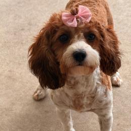 Churri - Cavapoo