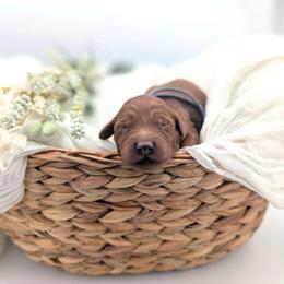 Cobbler - Red  male Goldendoodle puppy in Blackfoot, Idaho from Riverside Poodles