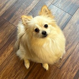 Honey - Pomeranian