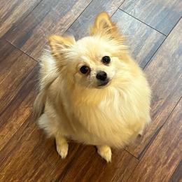 Honey - Pomeranian