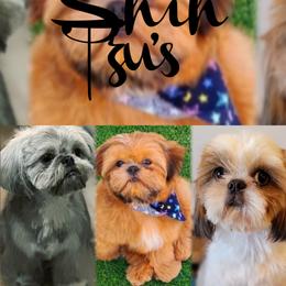 Shih Tzu Puppies from Shantii's Shih Tzu's