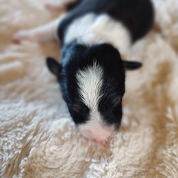 Border Collie Puppies from Bond Border Collies