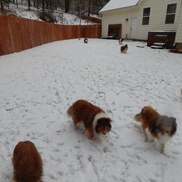 Shetland Sheepdog All Grown Up from mvshelties