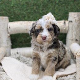 Fox - Chocolate merle female Bernedoodle puppy in Williamson, New York from Lakeside Doodles