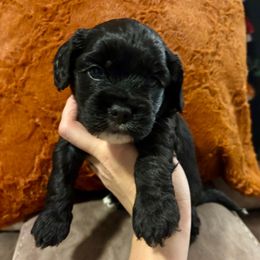 Asher - Black and white male Cockapoo puppy in Murphy, North Carolina from Christina’s Puppy Utopia