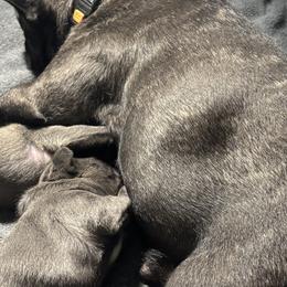 French Bulldogs from SC colored french bulldogs
