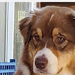 Abby - Australian Shepherd