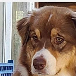 Abby - Australian Shepherd