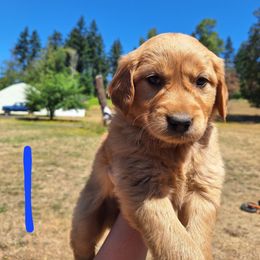 Captain - Dark golden male Golden Retriever puppy in Tenino, Washington from Oak River Goldens'