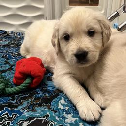 Green collar - Light golden male Golden Retriever puppy in Ingleside, Texas from Sweetbay Goldens