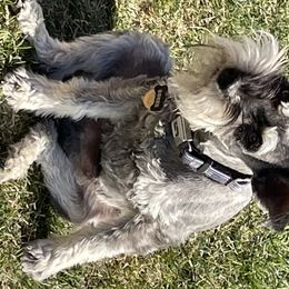 Ruger  - Miniature Schnauzer