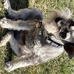 Ruger  - Miniature Schnauzer
