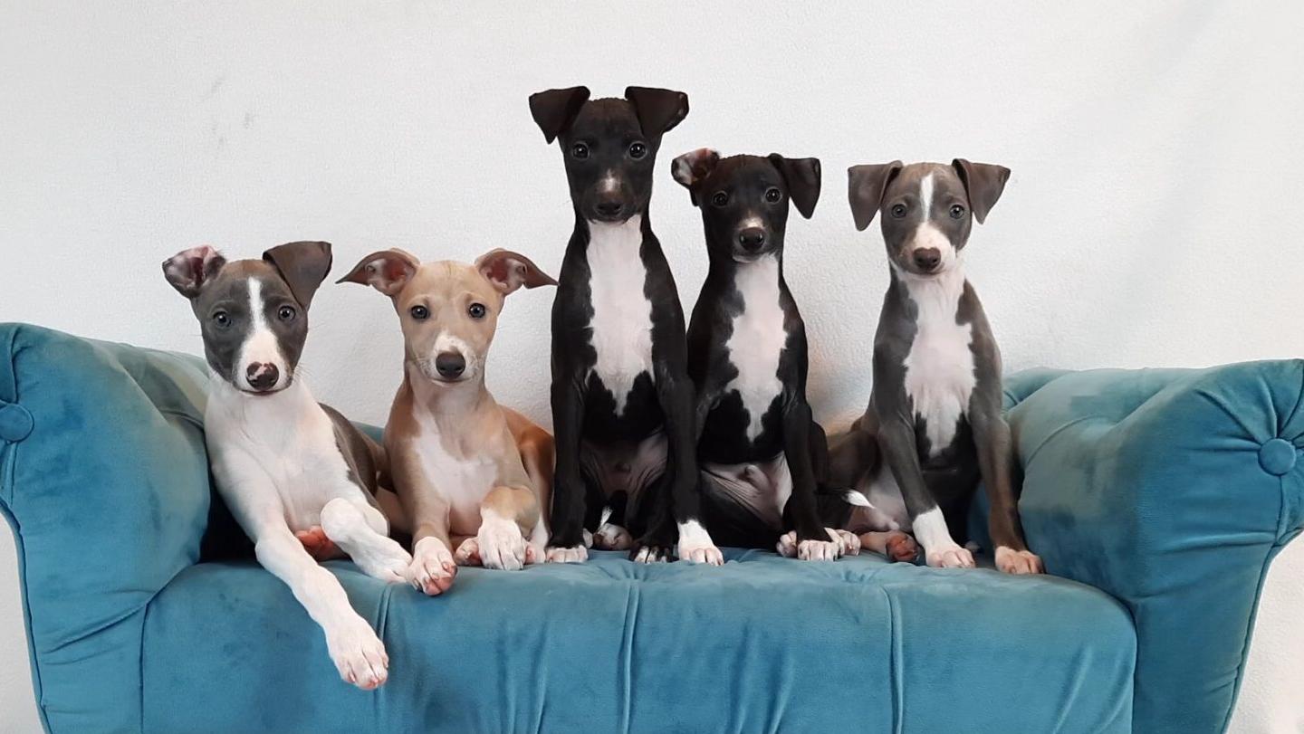 5 Italian Greyhound puppies sitting on a blue sofa