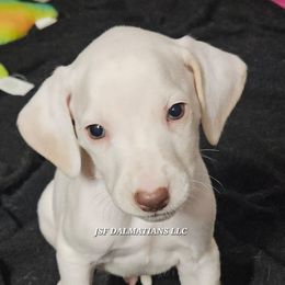 Lua White Orange Boy - White and orange male Dalmatian puppy in Conrath, Wisconsin from JSF Dalmatians LLC