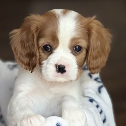 Cavalier King Charles Spaniels from Countryside Royalty Cavaliers