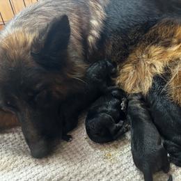 Liberty - Black and red female German Shepherd puppy in Statesville, North Carolina from Von Haus Morgensturm