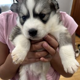 laddy - Siberian Husky