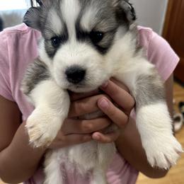 laddy - Siberian Husky