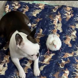 Boston Terrier All Grown Up from Borealis Family Bostons