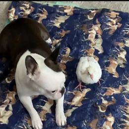 Boston Terrier All Grown Up from Borealis Family Bostons